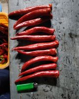 팜모닝 고추·영농일지 게시글 이미지