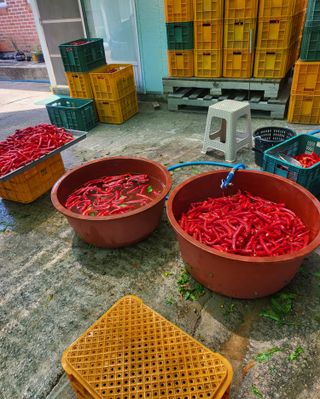 손영국님의 고추 · 영농일지 작성글 사진