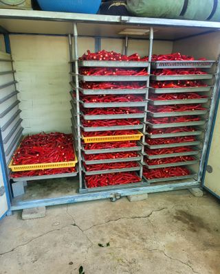 손영국님의 고추 · 영농일지 작성글 사진