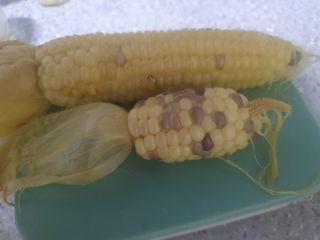 안지댁님의 오이 · 영농일지 작성글 사진