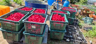 창공 귀농귀촌 초보님의 자유주제 · 자유게시판 작성글 사진