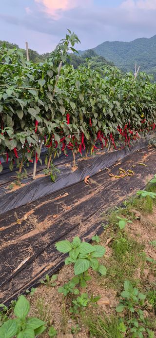 창공 귀농귀촌 초보님의 자유주제 · 자유게시판 작성글 사진