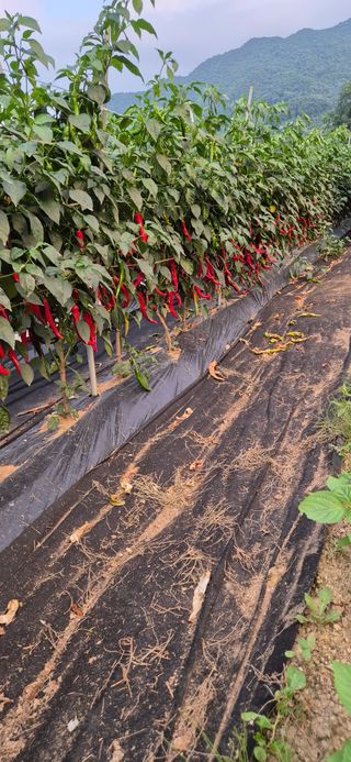 창공 귀농귀촌 초보님의 자유주제 · 자유게시판 작성글 사진