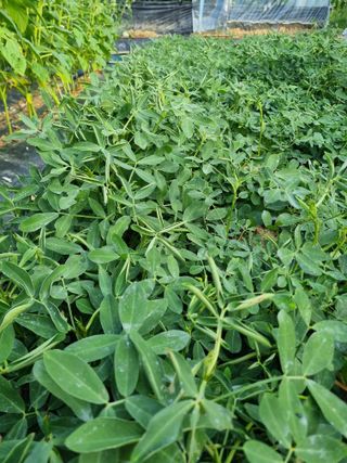 장례지도사1급님의 농사, 무엇이든 물어보세요! · 참여글 작성글 사진