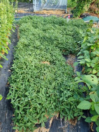 장례지도사1급님의 농사, 무엇이든 물어보세요! · 참여글 작성글 사진