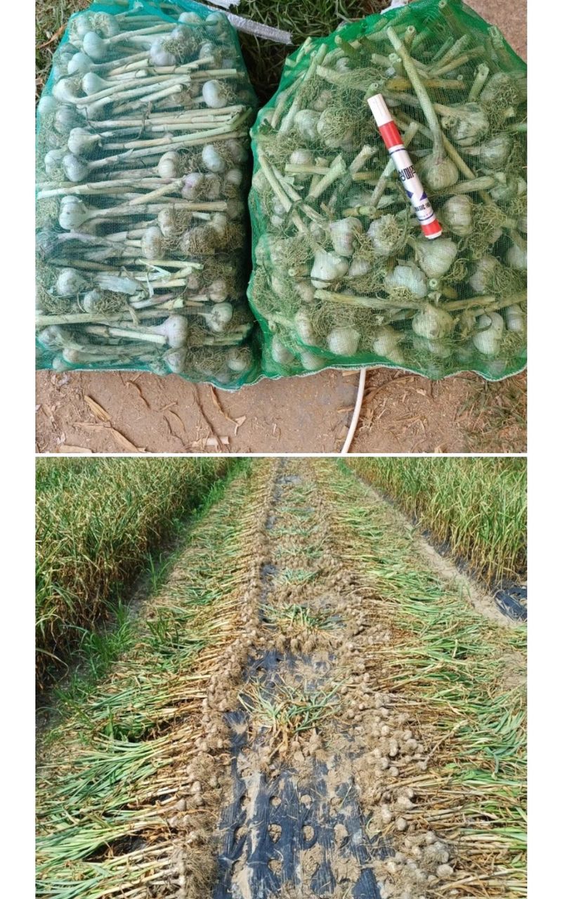 삼성농산님의 장터 판매 상품 [(완료)홍산마늘 주아. 종자용 판매] 첨부 사진