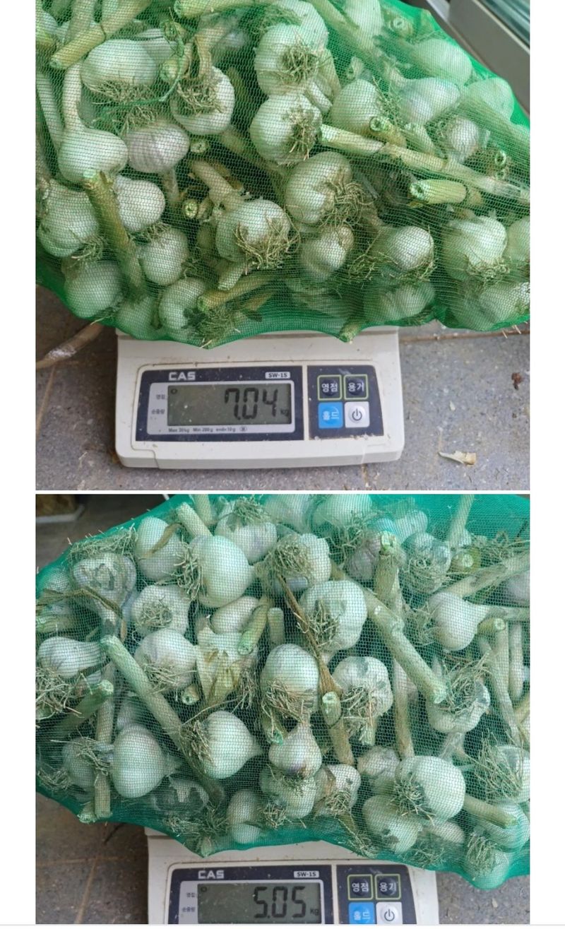 삼성농산님의 장터 판매 상품 [(완료)홍산마늘 주아. 종자용 판매] 첨부 사진