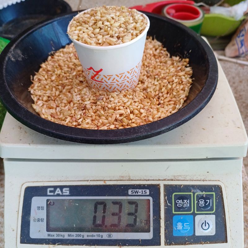 삼성농산님의 장터 판매 상품 [(완료)홍산마늘 주아. 종자용 판매] 첨부 사진