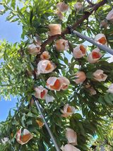 팜모닝 복숭아·자유게시판 게시글 이미지