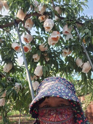 욕심내지말자님의 복숭아 · 자유게시판 작성글 사진