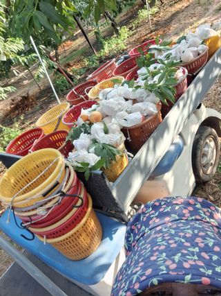 욕심내지말자님의 복숭아 · 자유게시판 작성글 사진