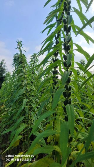 임붕철님의 자유주제 · 자유게시판 작성글 사진