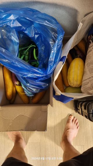 꿈사랑님의 상추 · 영농일지 작성글 사진