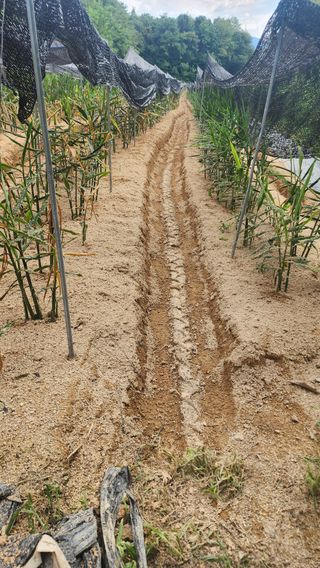 여주거북농부님의 기타작물 · 영농일지 작성글 사진