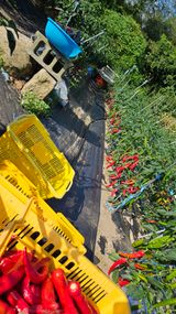 팜모닝 고추·영농일지 게시글 이미지