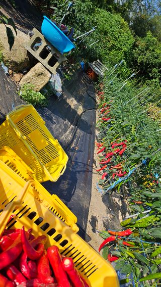 김은자님의 고추 · 영농일지 작성글 사진