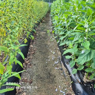 김진님의 자유주제 · 자유게시판 작성글 사진