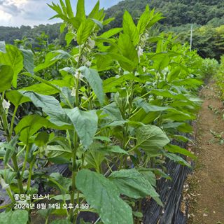 김진님의 자유주제 · 자유게시판 작성글 사진