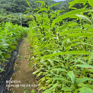 김진님의 자유주제 · 자유게시판 작성글 사진