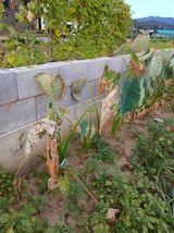 팜모닝 기타작물·병해충상담 게시글 이미지