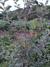 팜모닝 사과·병해충상담 게시글 이미지