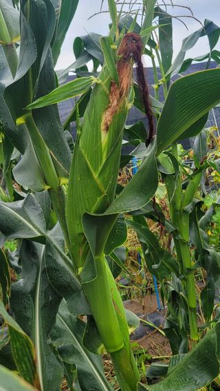 송용민님의 옥수수 · 영농일지 작성글 사진