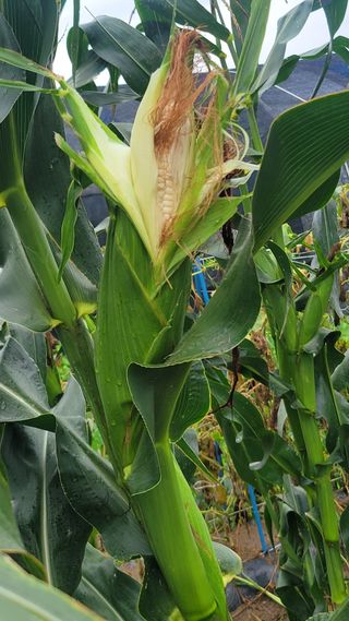 송용민님의 옥수수 · 영농일지 작성글 사진