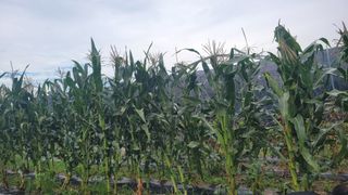 송용민님의 옥수수 · 영농일지 작성글 사진