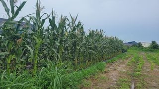 송용민님의 옥수수 · 영농일지 작성글 사진