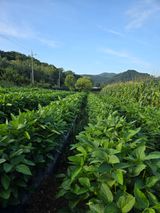 팜모닝 콩·영농일지 게시글 이미지