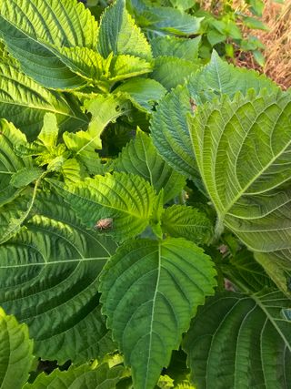 정태권님의 콩 · 영농일지 작성글 사진