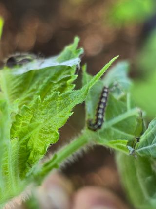 정태권님의 콩 · 영농일지 작성글 사진