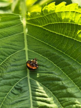 정태권님의 콩 · 영농일지 작성글 사진