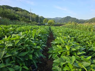 정태권님의 콩 · 영농일지 작성글 사진