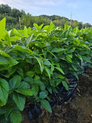 정태권님의 콩 · 영농일지 작성글 사진