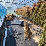 팜모닝 참깨·영농일지 게시글 이미지