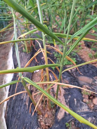 코알라님의 기타작물 · 병해충상담 작성글 사진