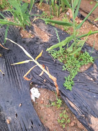 코알라님의 기타작물 · 병해충상담 작성글 사진