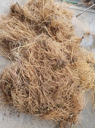 예천토종꿀벌 님의 작성글 사진