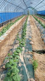 팜모닝 오이·영농일지 게시글 이미지