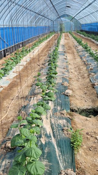 최종진님의 오이 · 영농일지 작성글 사진