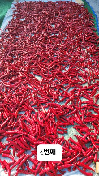 이숲농원님의 고추 · 영농일지 작성글 사진