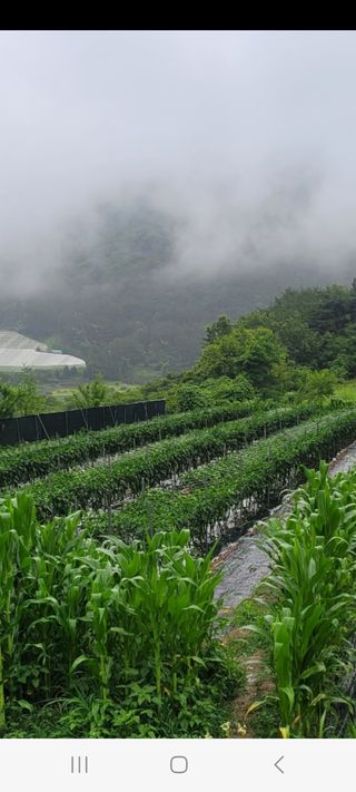 이숲농원님의 고추 · 영농일지 작성글 사진