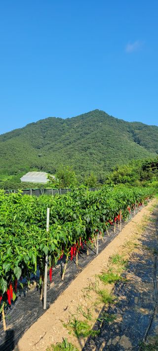 이숲농원님의 고추 · 영농일지 작성글 사진