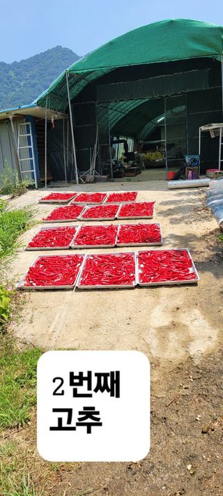 이숲농원님의 고추 · 영농일지 작성글 사진