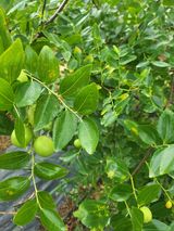 팜모닝 기타작물·병해충상담 게시글 이미지