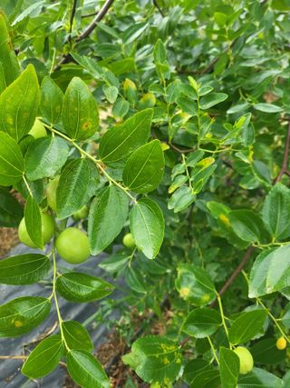 장용익님의 기타작물 · 병해충상담 작성글 사진