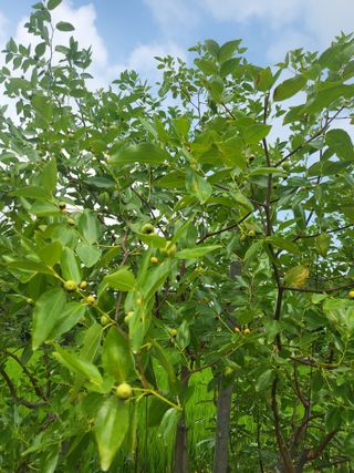 장용익님의 기타작물 · 병해충상담 작성글 사진