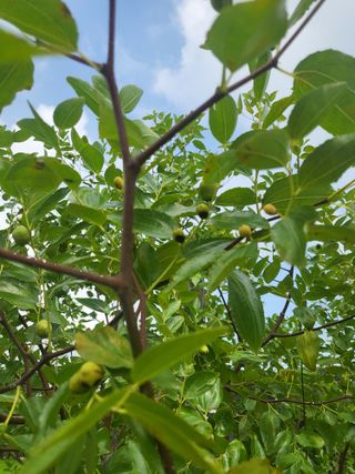 장용익님의 기타작물 · 병해충상담 작성글 사진