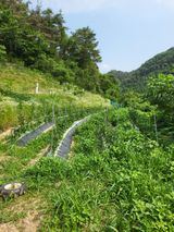 팜모닝 팜모닝·출석 게시글 이미지